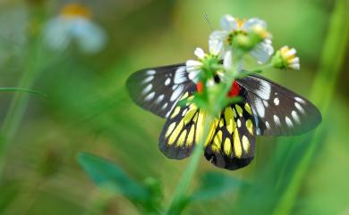 Delias pasithoe curasena Fruhstorfer, 1908 豔粉蝶
