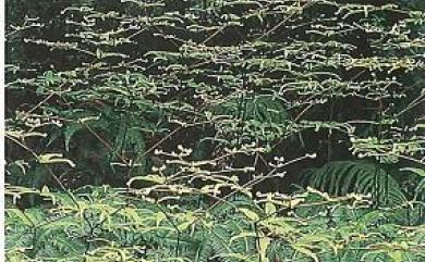 Dicranopteris linearis (Burm.f.) Underw. 芒萁