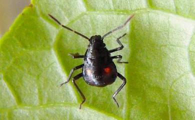 Andrallus spinidens (Febricus, 1787) 黃邊椿象