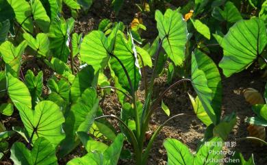 Colocasia esculenta 芋