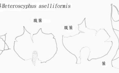 Heteroscyphus aselliformis (Reinw. et al.) Schiffn. 雙齒異萼蘚