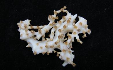 Madrepora arbuscula (Moseley, 1881) 灌木多目珊瑚