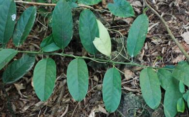 Capparis sikkimensis subsp. formosana 山柑