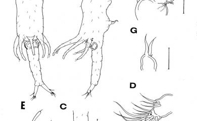 Xarifia fissilis Humes, 1985 裂片珊虱