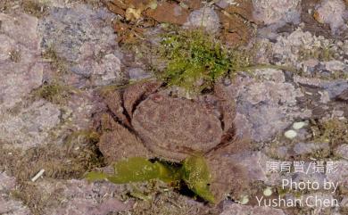 Pilodius areolatus (H. Milne Edwards, 1834) 網紋毛殼蟹