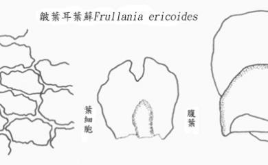 Frullania ericoides (Nees) Mont. 皺葉耳葉蘚