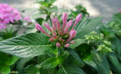 Pentas lanceolata (Forssk.) Deflers 繁星花