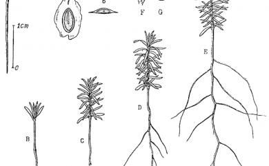 Taiwania cryptomerioides Hayata 臺灣杉