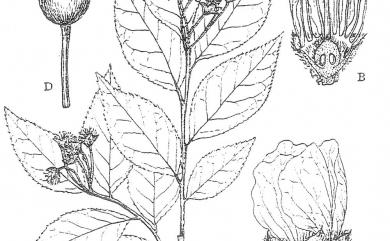 Pourthiaea villosa var. parvifolia 小葉石楠