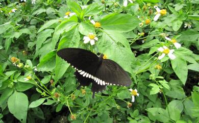 Papilio polytes polytes Linnaeus, 1758 玉帶鳳蝶