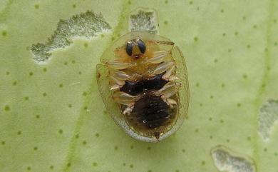 Cassida obtusata Boheman, 1854 小褐龜金花蟲