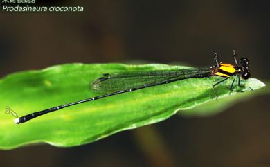 Prodasineura croconota Ris, 1916 朱背琵蟌