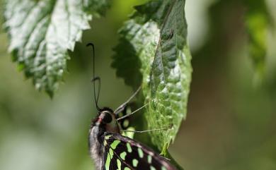 Graphium agamemnon (Linnaeus, 1758) 翠斑青鳳蝶