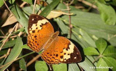 Cupha erymanthis Drury, 1773 黃襟蛺蝶