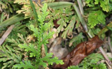 Selaginella moellendorffii Hieron. 異葉卷柏