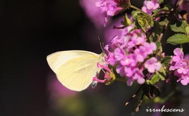 Pieris rapae crucivora Boisduval, 1836 白粉蝶