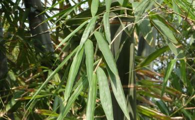 Dendrocalamus giganteus 荖濃巨竹