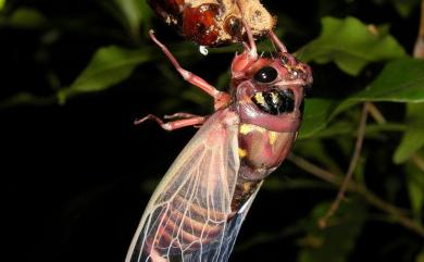 Cryptotympana holsti Distant, 1904 臺灣熊蟬