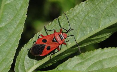 Pyrrhocoris carduelis (Stål, 1863) 東方直紅椿象