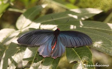 Atrophaneura horishana (Matsumura, 1910) 曙鳳蝶