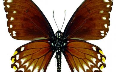 Papilio clytia Linnaeus, 1758 大斑鳳蝶