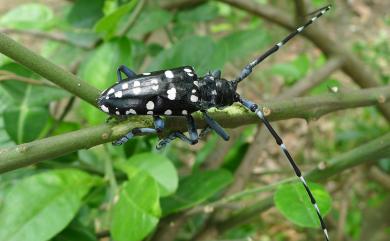 Anoplophora macularia (Thomson, 1865) 馬庫白星天牛