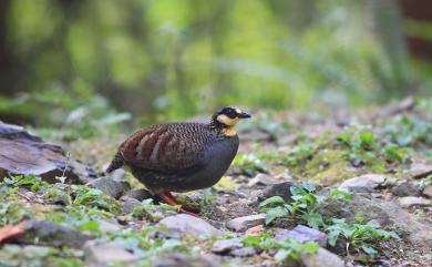 Arborophila crudigularis (Swinhoe, 1864) 臺灣山鷓鴣