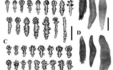 Sinularia exilis Tixier-Durivault, 1970 短小指形軟珊瑚