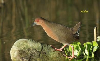 Zapornia fusca erythrothorax 緋秧雞