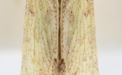 Atracis formosana Jacobi, 1915 蓬萊葉蛾蠟蟬