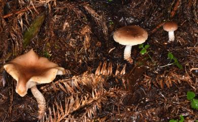 Pholiota lubrica 黏蓋環銹傘