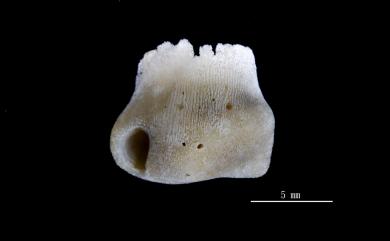 Heteropsammia cochlea (Spengler, 1781) 螺形歧異沙珊瑚