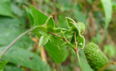 Rubus alnifoliolatus H.Lév. & Vaniot 榿葉懸鉤子