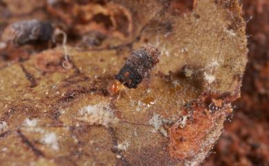 Coenobius nigrocastaneus Chujo, 1954 暗溝胸姬筒金花蟲