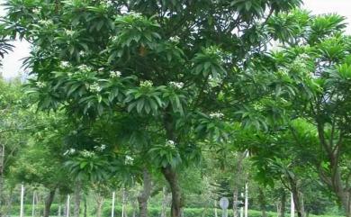 Cerbera manghas L. 海檬果