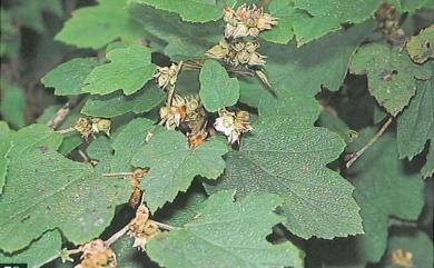 Rubus formosensis 臺灣懸鉤子