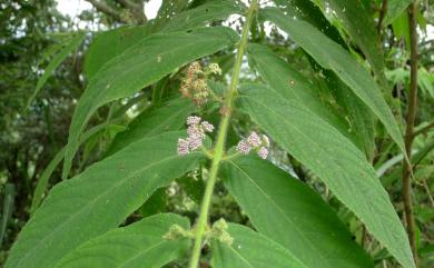 Callicarpa pilosissima Maxim. 細葉紫珠