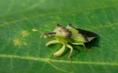 Amblythyreus esakii Maa & Lin, 1956 山菱瘤蝽