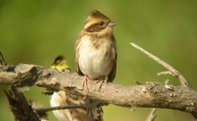 Emberiza elegans Temminck, 1836 黃喉鵐