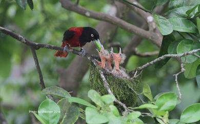 Oriolus traillii ardens (Swinhoe, 1862) 朱鸝