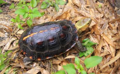 Cuora flavomarginata Gray, 1863 食蛇龜