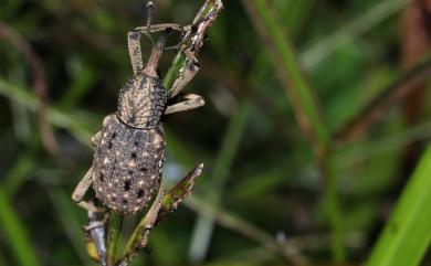 Sipalinus gigas (Fabricius, 1775)