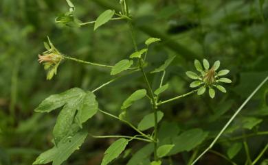 Hibiscus surattensis 刺芙蓉