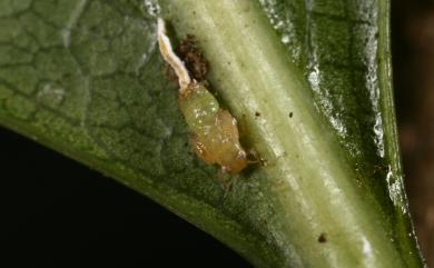 Cacopsylla tobirae (Miyatake, 1964)