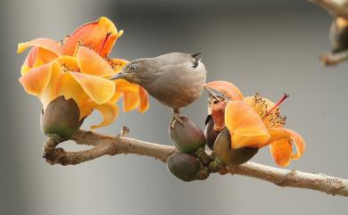 Sturnia sinensis (J. F. Gmelin, 1788) 灰背椋鳥