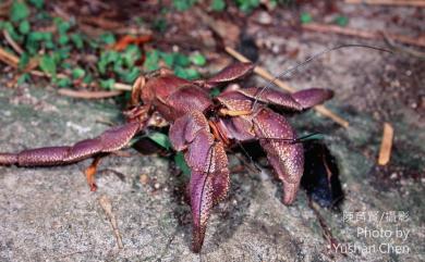 Coenobita brevimanus Dana, 1852 短掌陸寄居蟹