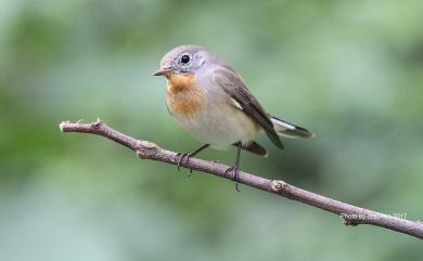 Ficedula parva (Bechstein, 1792) 紅胸鶲