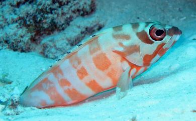 Epinephelus fasciatus (Forsskål, 1775) 橫帶石斑魚