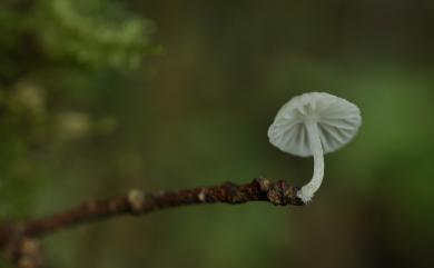 Marasmiellus ramealis 枝生微皮傘