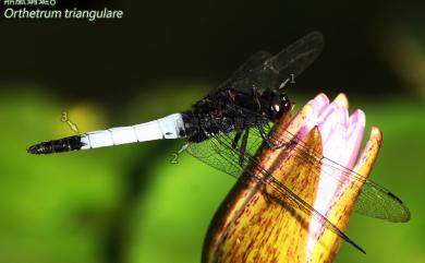 Orthetrum triangulare (Selys, 1878) 鼎脈蜻蜓